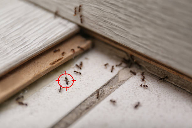 Best Pest Control Near Me in Hearne, TX