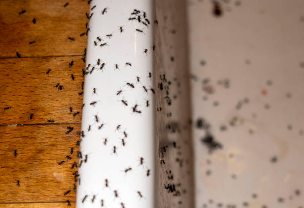 Best Cockroach Control Services  in Hearne, TX